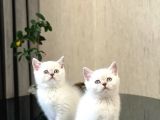Safkan Oyuncu Si̇lver Poi̇nt Bri̇ti̇sh Shorthai̇r