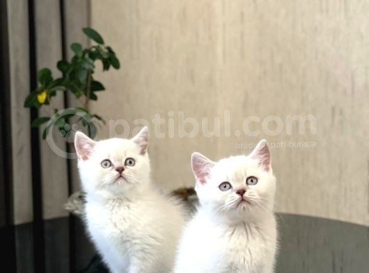 Safkan Oyuncu Si̇lver Poi̇nt Bri̇ti̇sh Shorthai̇r görsel