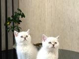 Safkan Oyuncu Si̇lver Poi̇nt Bri̇ti̇sh Shorthai̇r