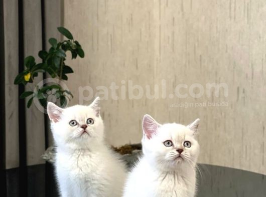 Safkan Oyuncu Si̇lver Poi̇nt Bri̇ti̇sh Shorthai̇r görsel