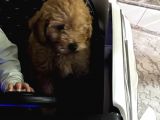 Toy Poodle Red Brown