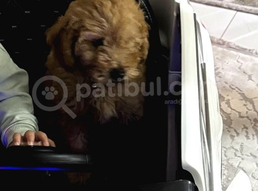 Toy Poodle Red Brown görsel