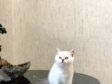 Safkan Oyuncu Si̇lver Poi̇nt Bri̇ti̇sh Shorthai̇r