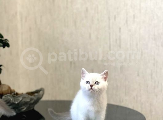 Safkan Oyuncu Si̇lver Poi̇nt Bri̇ti̇sh Shorthai̇r görsel