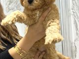 Toy Poodle Red Brown