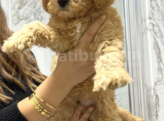 Toy Poodle Red Brown görsel
