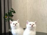 Safkan Oyuncu Si̇lver Poi̇nt Bri̇ti̇sh Shorthai̇r