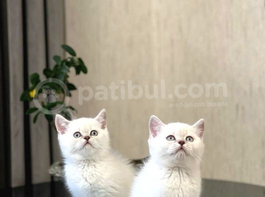 Safkan Oyuncu Si̇lver Poi̇nt Bri̇ti̇sh Shorthai̇r görsel