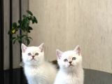 Safkan Oyuncu Si̇lver Poi̇nt Bri̇ti̇sh Shorthai̇r