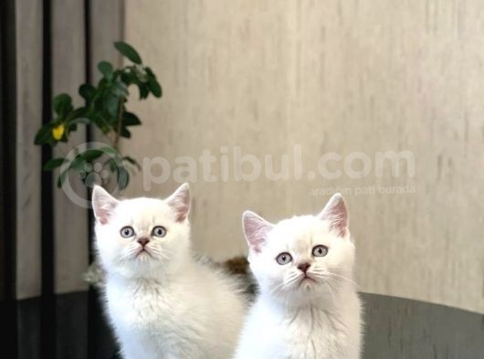 Safkan Oyuncu Si̇lver Poi̇nt Bri̇ti̇sh Shorthai̇r görsel