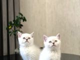 SAFKAN OYUNCU SİLVER POİNT BRİTİSH SHORTHAİR