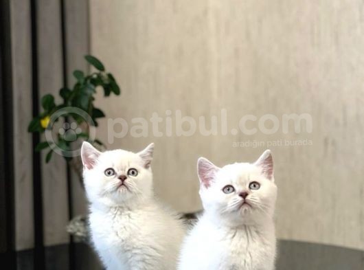 Safkan Oyuncu Si̇lver Poi̇nt Bri̇ti̇sh Shorthai̇r