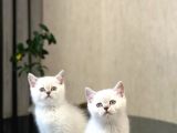Safkan Oyuncu Si̇lver Poi̇nt Bri̇ti̇sh Shorthai̇r