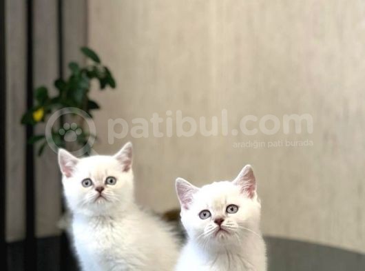 Safkan Oyuncu Si̇lver Poi̇nt Bri̇ti̇sh Shorthai̇r görsel