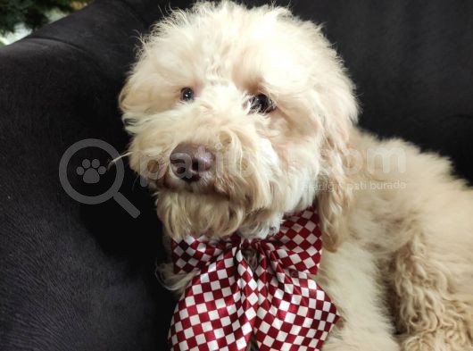 A Scr 6 Aylik Toy Poodle Yavrularimiz görsel