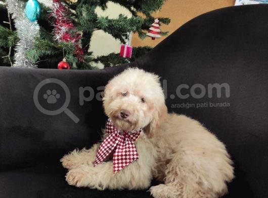 A Scr 6 Aylik Toy Poodle Yavrularimiz görsel