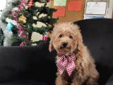 A Scr 6 Aylik Toy Poodle Yavrularimiz