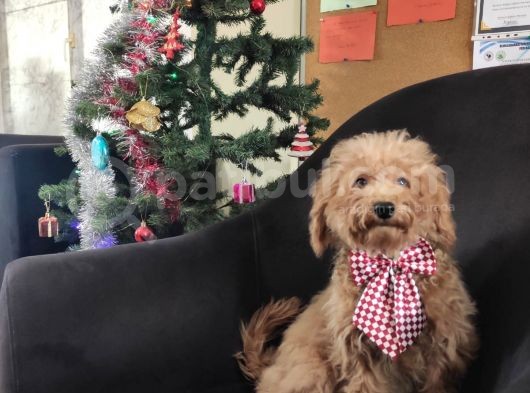 A Scr 6 Aylik Toy Poodle Yavrularimiz görsel