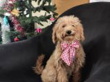 A Scr 6 Aylik Toy Poodle Yavrularimiz