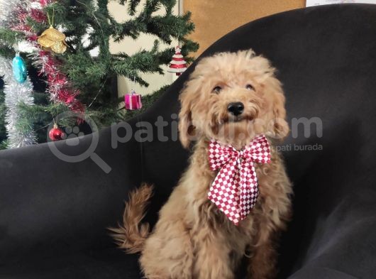 A Scr 6 Aylik Toy Poodle Yavrularimiz görsel