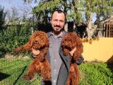 A Scr 6 Aylik Toy Poodle Yavrularimiz