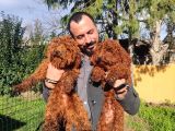A Scr 6 Aylik Toy Poodle Yavrularimiz