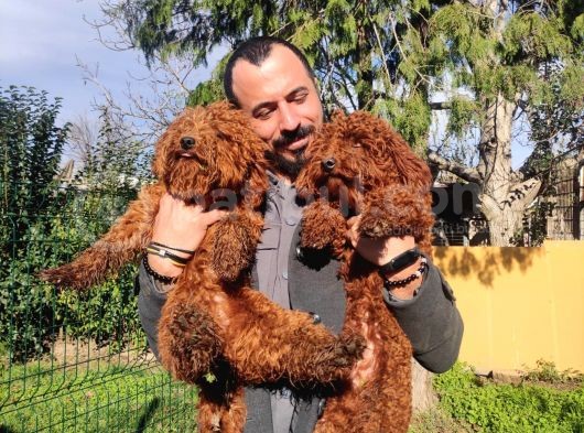 A Scr 6 Aylik Toy Poodle Yavrularimiz görsel