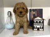 Orjinal Poodle Yavrularım Aşılı Ve Sağlık Garantili