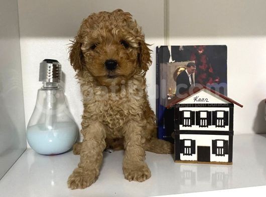 Orjinal Poodle Yavrularım Aşılı Ve Sağlık Garantili görsel