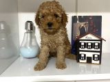 Orjinal Poodle Yavrularım Aşılı Ve Sağlık Garantili