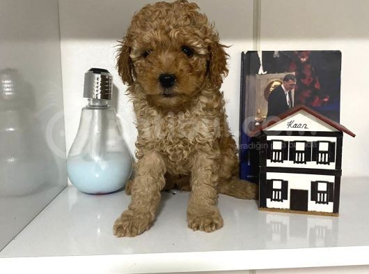 Orjinal Poodle Yavrularım Aşılı Ve Sağlık Garantili görsel