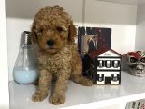 Orjinal Poodle Yavrularım Aşılı Ve Sağlık Garantili