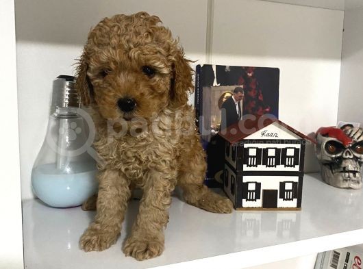 Orjinal Poodle Yavrularım Aşılı Ve Sağlık Garantili görsel