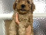 Kıvırcık Kıvırcık Poodle Bebeklerim Tüy Dökmüyor