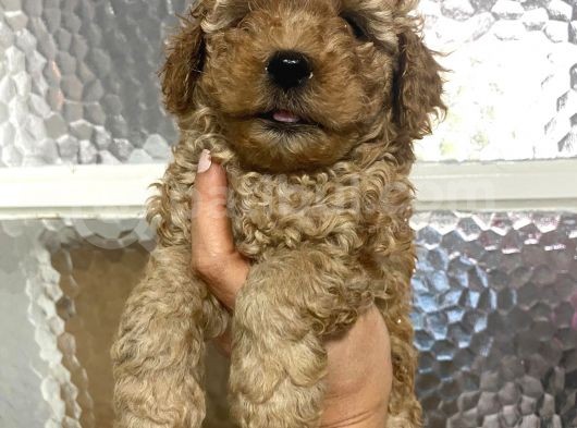 Kıvırcık Kıvırcık Poodle Bebeklerim Tüy Dökmüyor görsel