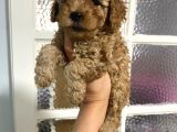 Kıvırcık Kıvırcık Poodle Bebeklerim tüy dökmüyor