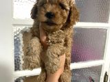 Kıvırcık Kıvırcık Poodle Bebeklerim Tüy Dökmüyor