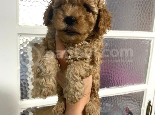 Kıvırcık Kıvırcık Poodle Bebeklerim Tüy Dökmüyor görsel