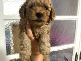 Kıvırcık Kıvırcık Poodle Bebeklerim Tüy Dökmüyor