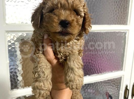 Kıvırcık Kıvırcık Poodle Bebeklerim Tüy Dökmüyor görsel