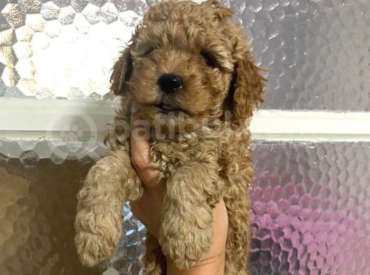 Kıvırcık Kıvırcık Poodle Bebeklerim Tüy Dökmüyor görsel