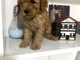 Orjinal Poodle Yavrularım Aşılı ve sağlık garantili