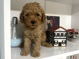 Orjinal Poodle Yavrularım Aşılı Ve Sağlık Garantili