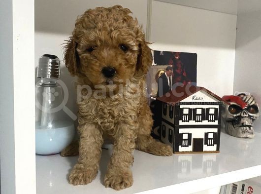 Orjinal Poodle Yavrularım Aşılı Ve Sağlık Garantili görsel