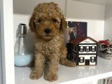 Orjinal Poodle Yavrularım Aşılı Ve Sağlık Garantili