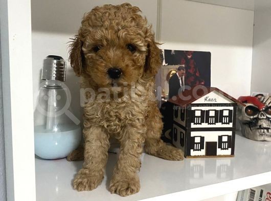 Orjinal Poodle Yavrularım Aşılı Ve Sağlık Garantili görsel