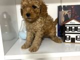 Orjinal Poodle Yavrularım Aşılı Ve Sağlık Garantili