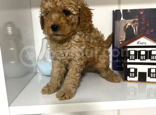 Orjinal Poodle Yavrularım Aşılı Ve Sağlık Garantili görsel