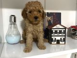 Orjinal Poodle Yavrularım Aşılı Ve Sağlık Garantili