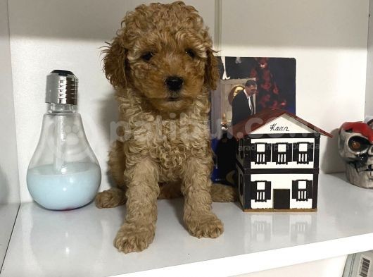 Orjinal Poodle Yavrularım Aşılı Ve Sağlık Garantili görsel